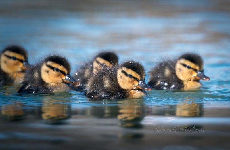 птенцы, кряквы, пушистые, комочки Утиные истории 1photo preview