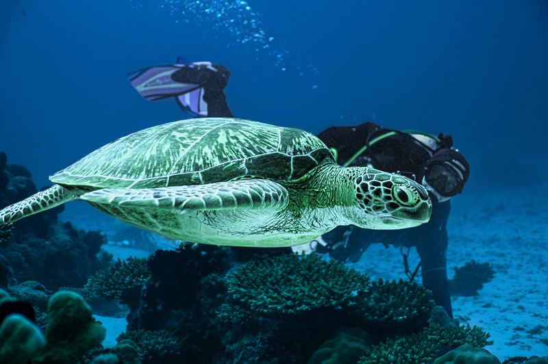 Диалог с черепахойphoto preview