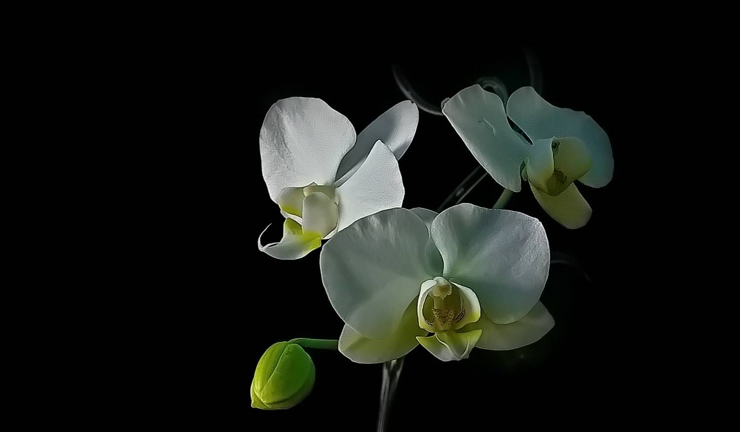 , Николаев Владимир