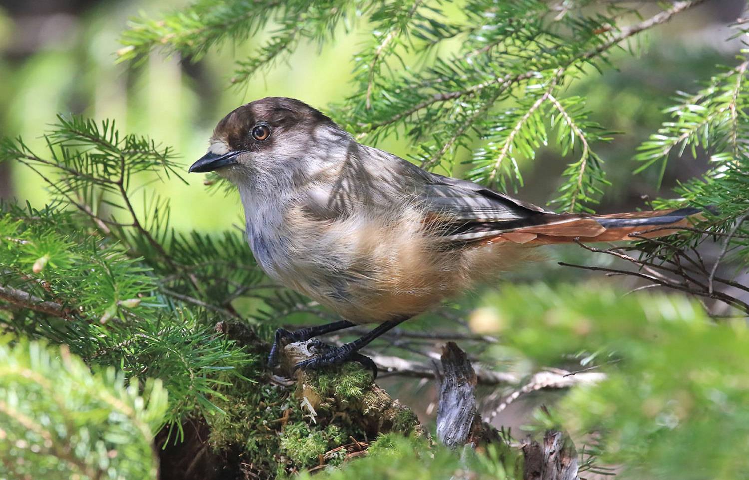 Кукша. Автор: Валерий Платонов кукша, Валерий Платонов