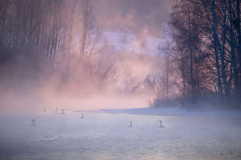 рассвет, туман, лебеди, март, алтай Лебединый рассветphoto preview