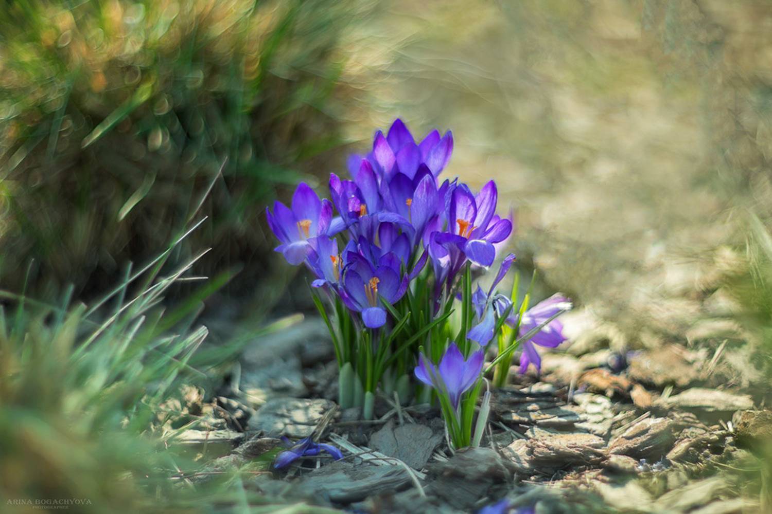 ***. Автор: Arina Bogachyova , Arina Bogachyova