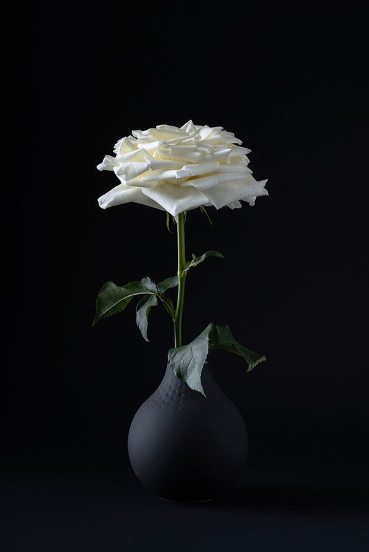 роза, цветок, черный цвет, белая роза Черно-белая гармонияphoto preview