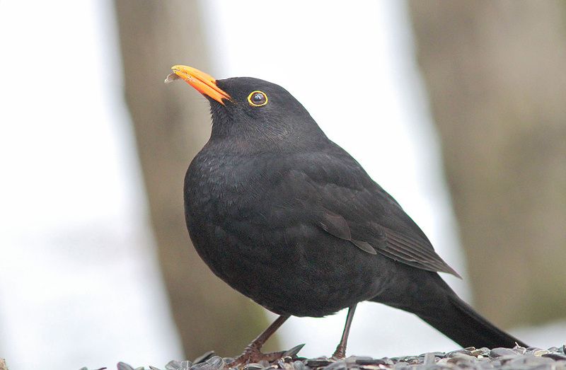 Чёрныйphoto preview