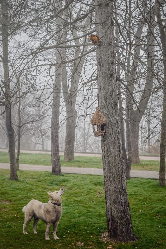 туман, город, пейзаж, жанр, парк, Он дождался только ореха, и то по носуphoto preview