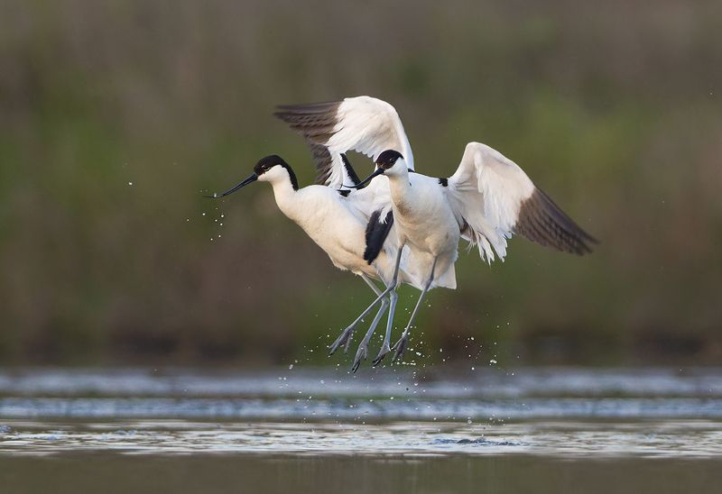 Шилоклювкиphoto preview