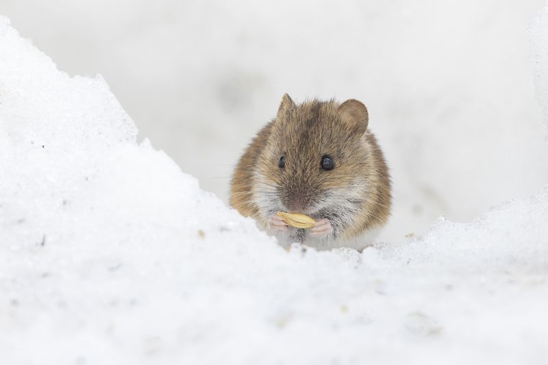 животные, мышь, полевая мышь, подмосковье Повезлоphoto preview