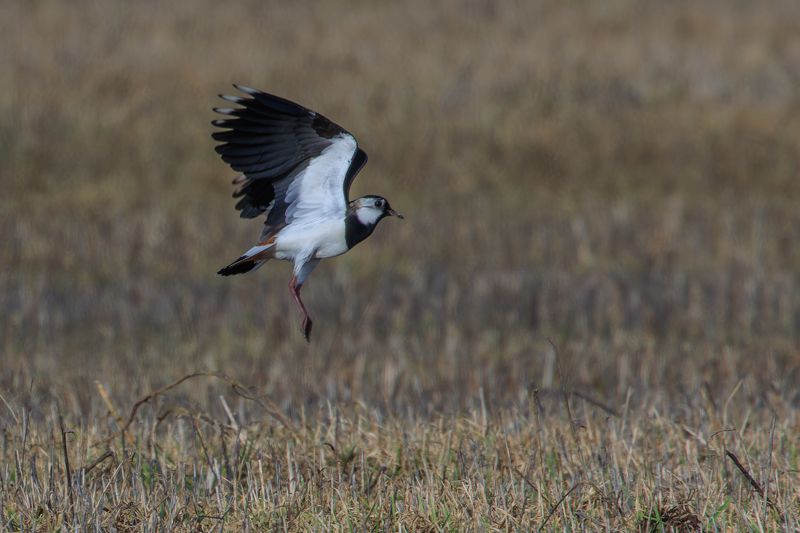 чибис, поле, весна Попрыгунчик фото превью