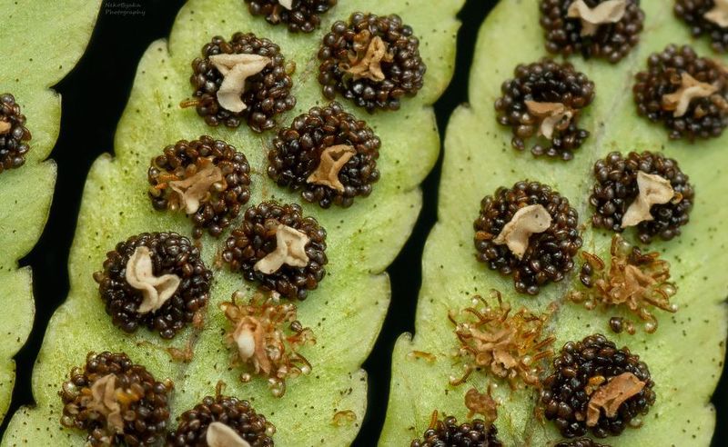 макро, природа, растения, папоротник, macro, nature, plants, fern, Время размноженияphoto preview