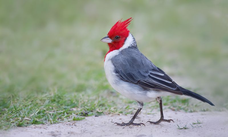 Позёрphoto preview