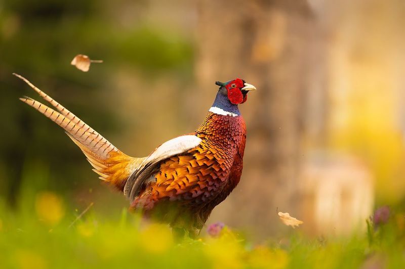Pheasantphoto preview