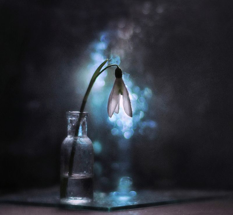 подснежник, весна Ледяные блики снаphoto preview