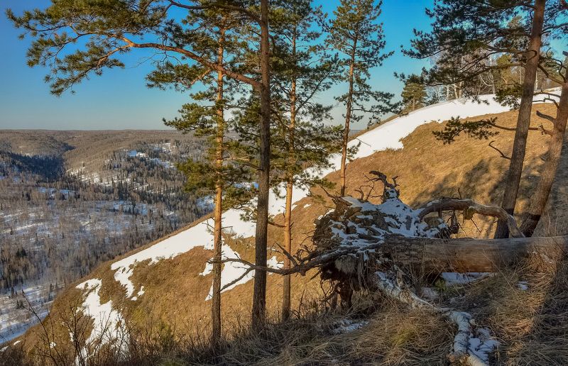 россия. кузбасс, пейзажи,  весна, утёс, дерево, сосны В начале весныphoto preview