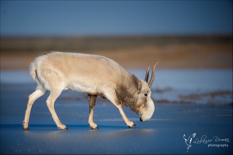 Сайгак и на снегу ... photo preview
