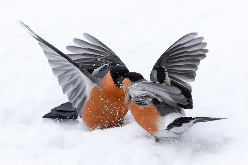 Снегири Поединокphoto preview