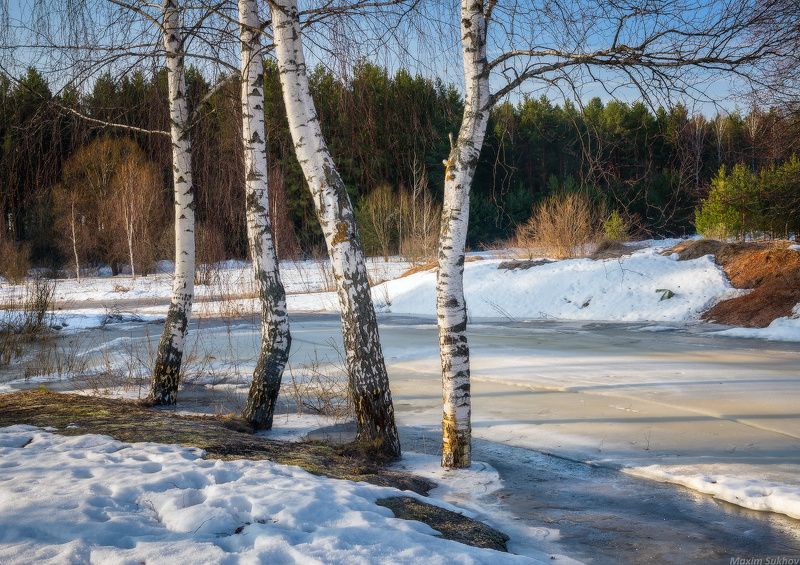 весна, березы, лед, снег, оттепель Конец мартаphoto preview