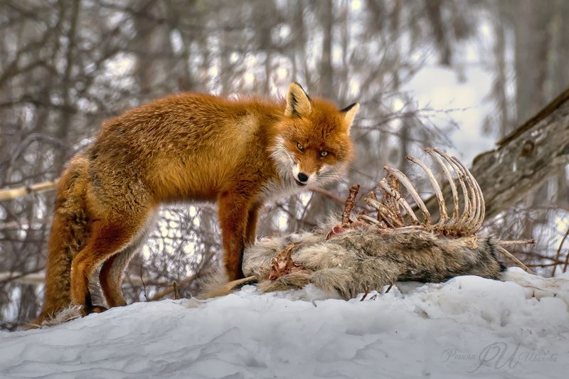 Хищникphoto preview