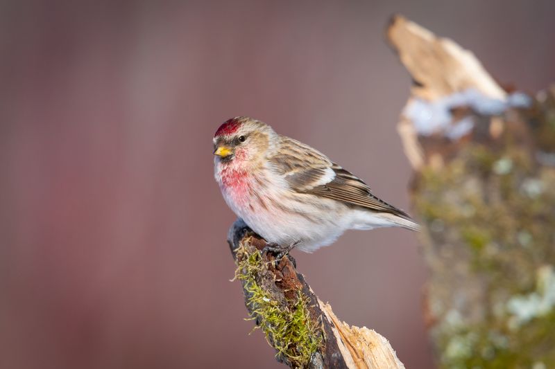 птаха, чечетка, птицы Меня зовут Чечёткаphoto preview