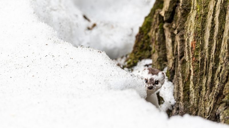 животные, фотоохота, ласка В засадеphoto preview