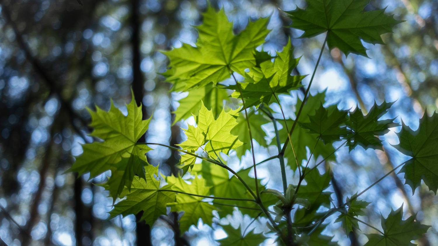 листья, лес, Валерий Вождаев
