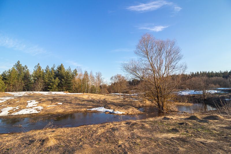 ручей, половодье, лес, весна photo preview