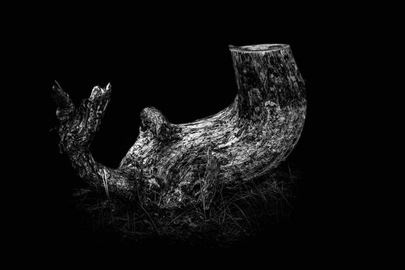 Пенёкphoto preview