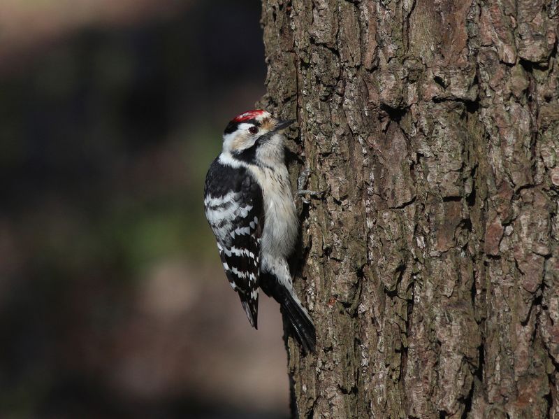 малый пёстрый дятел, дятел, dendrocopos minor, lesser spotted woodpecker, woodpecker, парк имени макса ашманна Малый пёстрыйphoto preview
