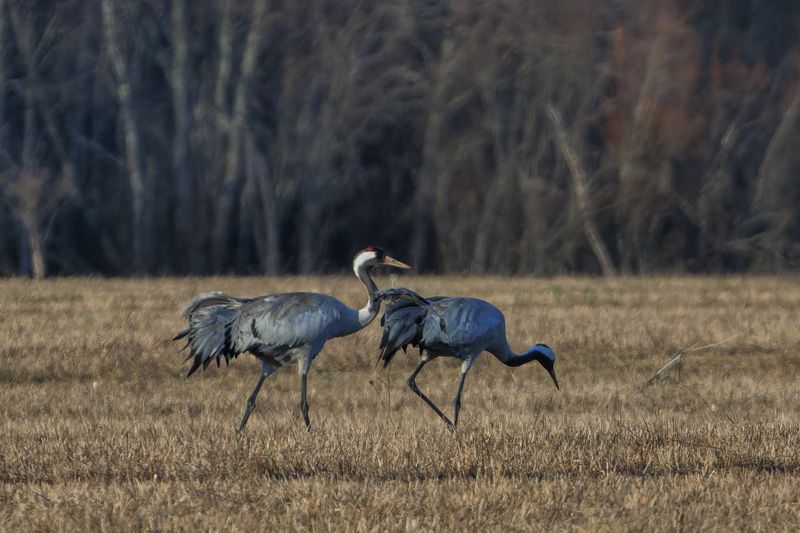 Журики фото превью