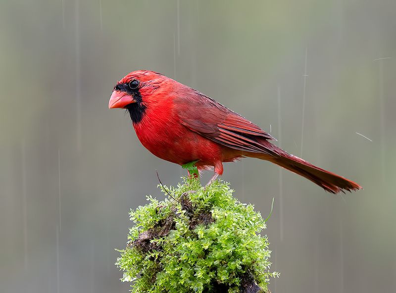 красный кардинал, northern cardinal, cardinal,кардинал, весна Northern Cardinal, male - Красный кардинал, самец фото превью