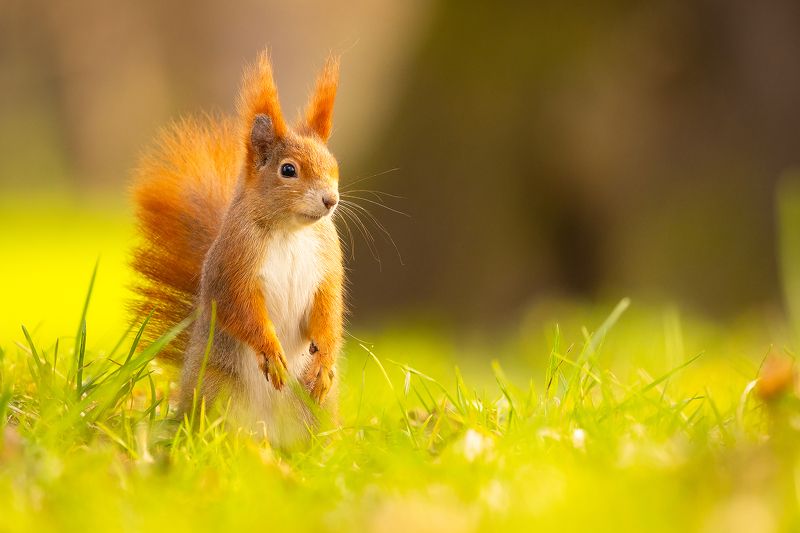 Squirrelphoto preview