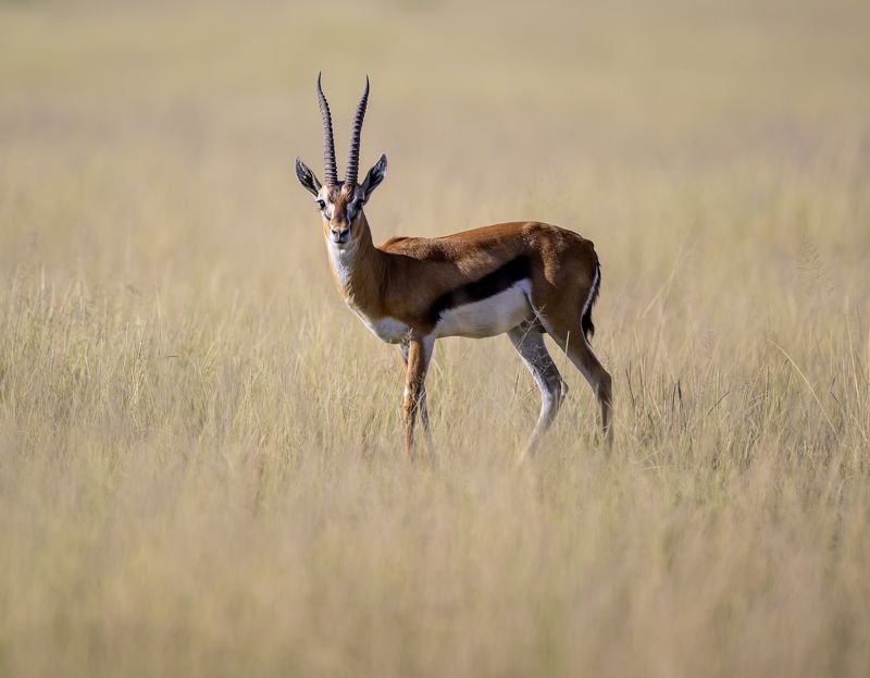 Thomson\'s gazellephoto preview