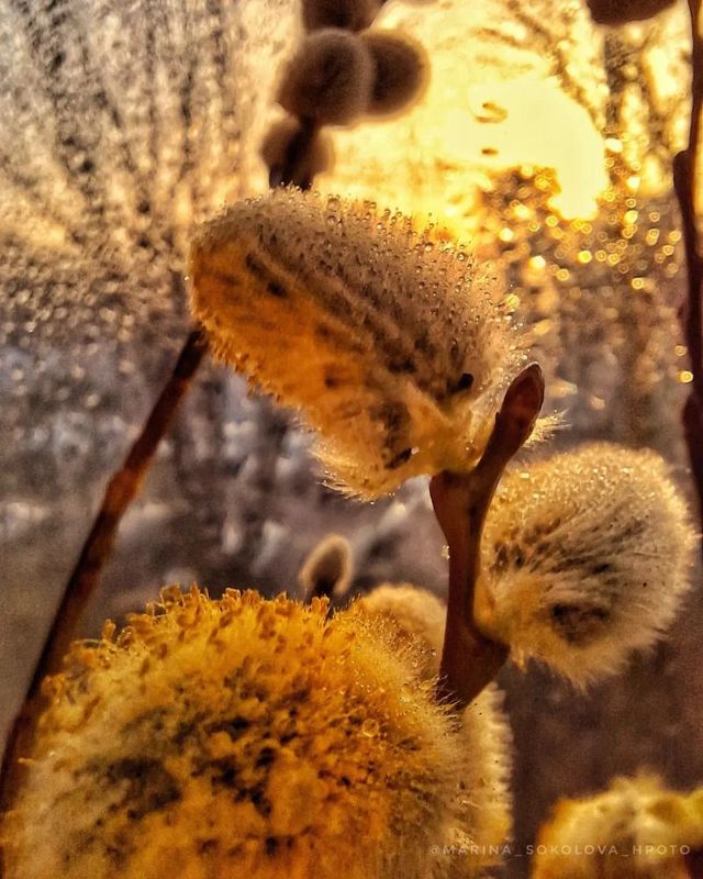 Солнечная верба.photo preview