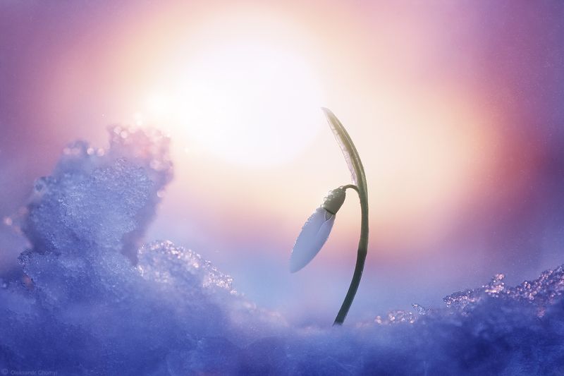 весна, лед, подснежник, март, пробуждение, макро истории, макро мир, волшебство, нежность, любовь, мир, гармония, постельный, \