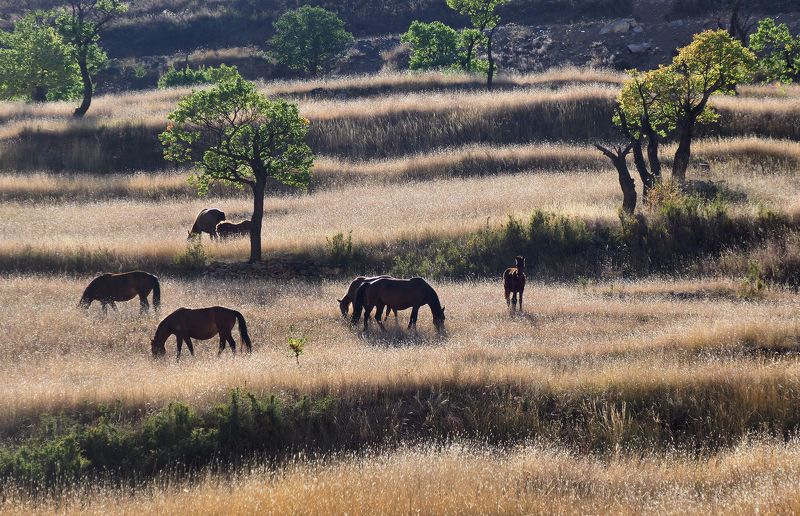 Кавказ, Дагестан Дагестанские зарисовкиphoto preview