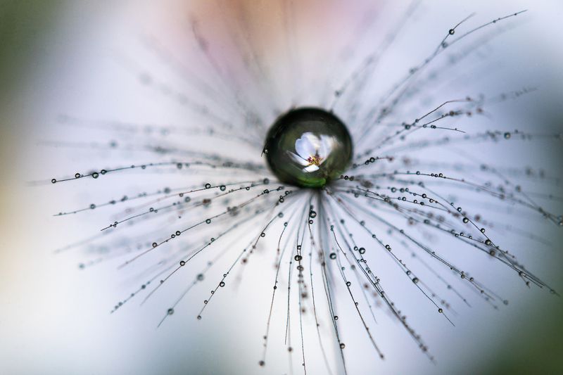 весна капля цветы цветение Капельно-цветочноеphoto preview