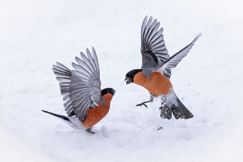 Снегири, зима Семя раздораphoto preview