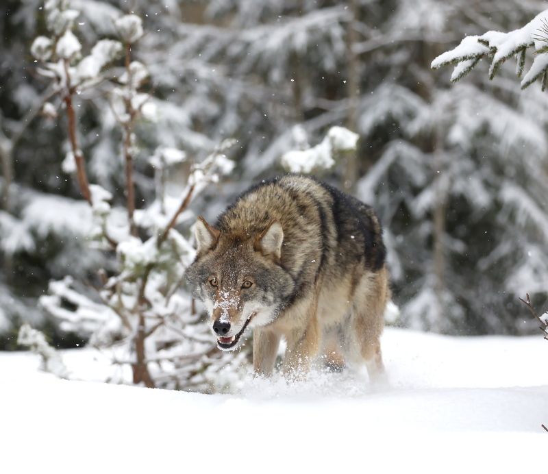 Серый волкphoto preview