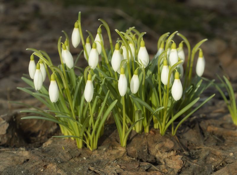 Вестники весныphoto preview