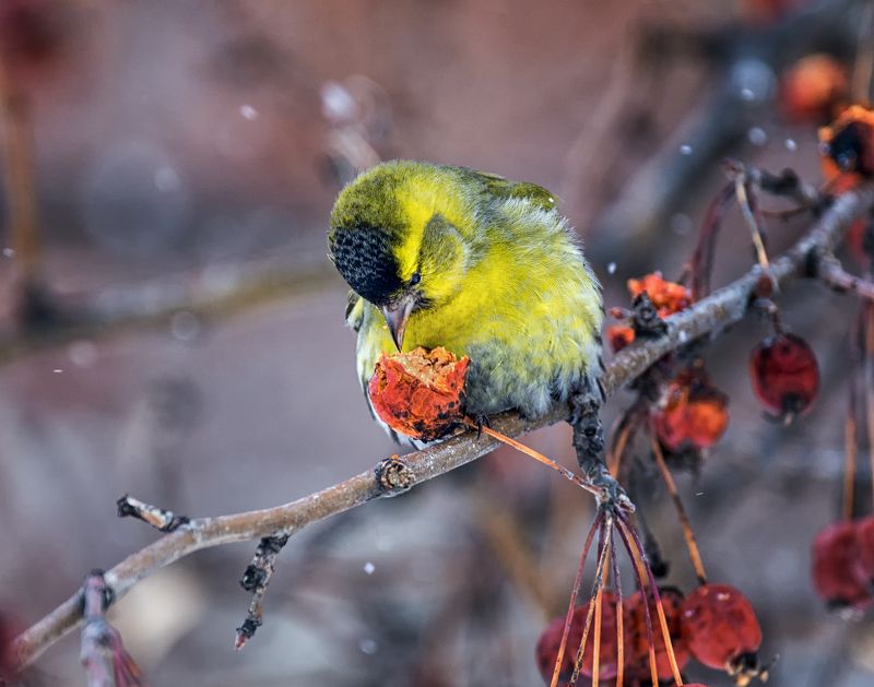 птица, чиж, весна, Чижик весной.photo preview
