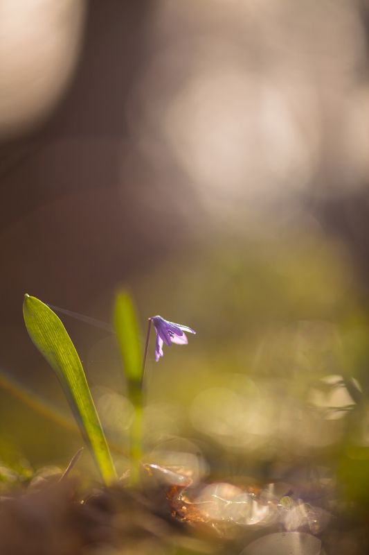 С паутинкой... \