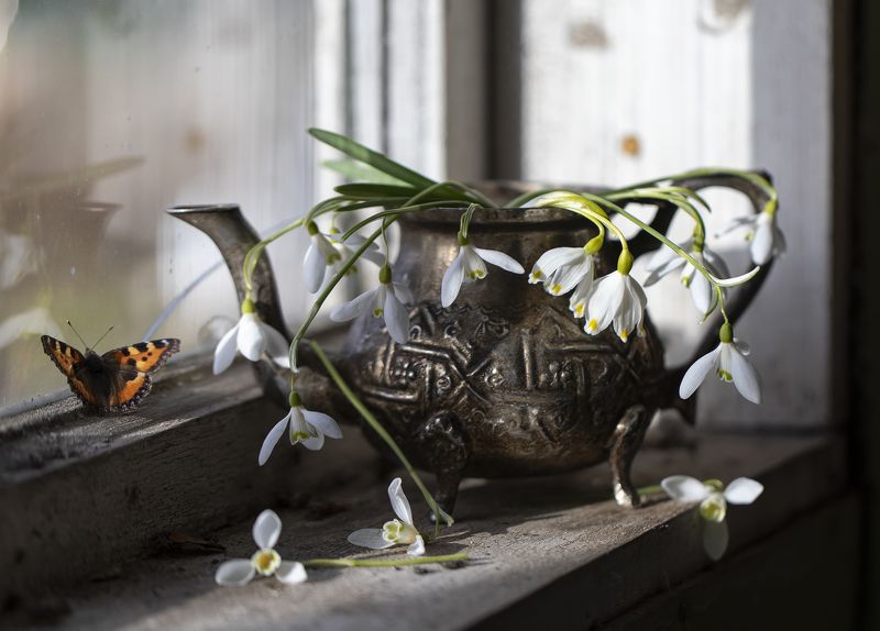 натюрморт, галантус, галантусы, бабочка Самые первые...photo preview