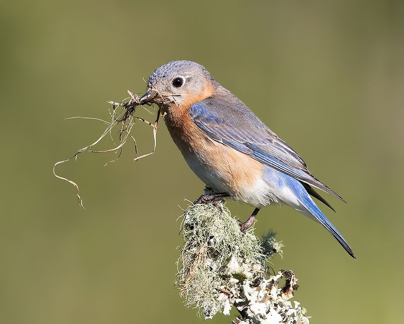 восточная сиалия, eastern bluebird, bluebird, весна Female. Eastern Bluebird with Nesting Material - Восточная сиалияphoto preview