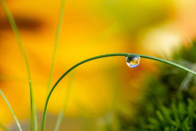 Капелькаphoto preview