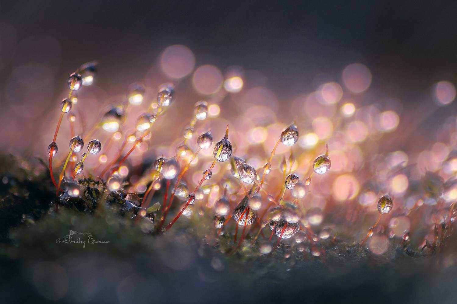 мох роса природа макро фотография, Еремеев Дмитрий