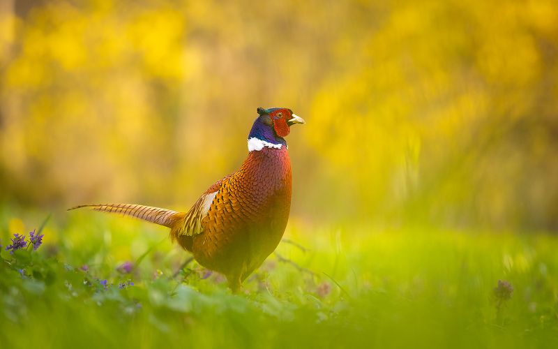 Pheasantphoto preview