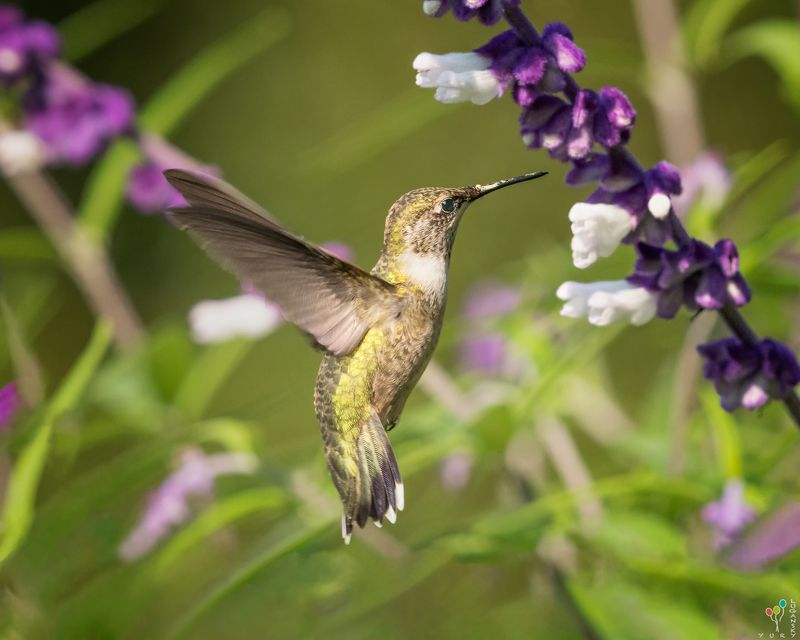 Hummingbirdphoto preview