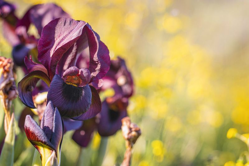 Irises, flowers Ирис аргаман фото превью