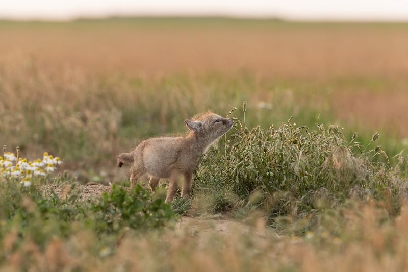 Корсачата, Калмыкия, степные лисята Изучение мираphoto preview