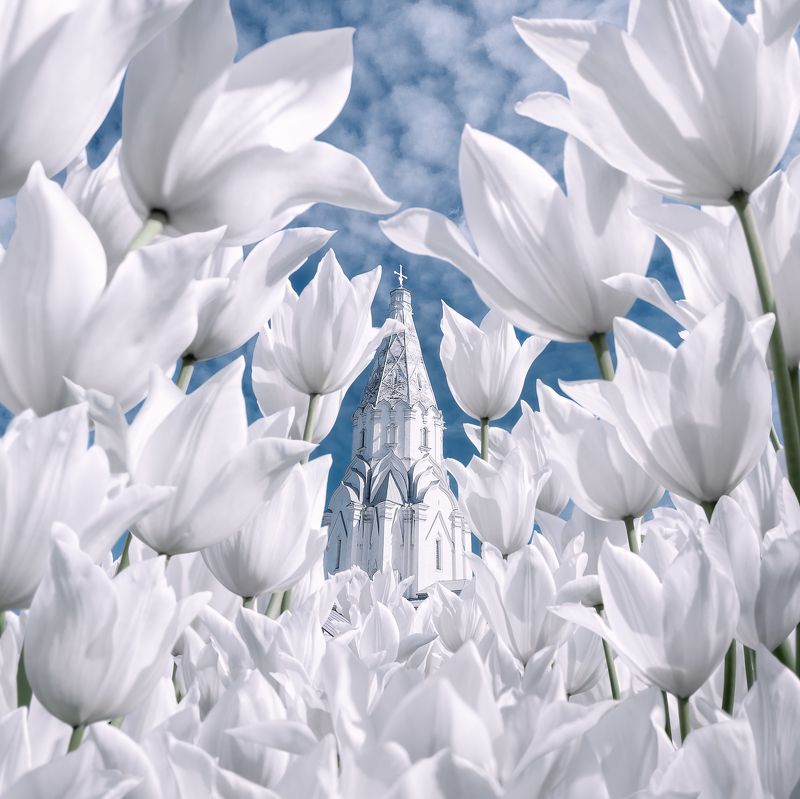 весна, тюльпаны, коломенское, парк коломенское, москва Весенняя фантазияphoto preview