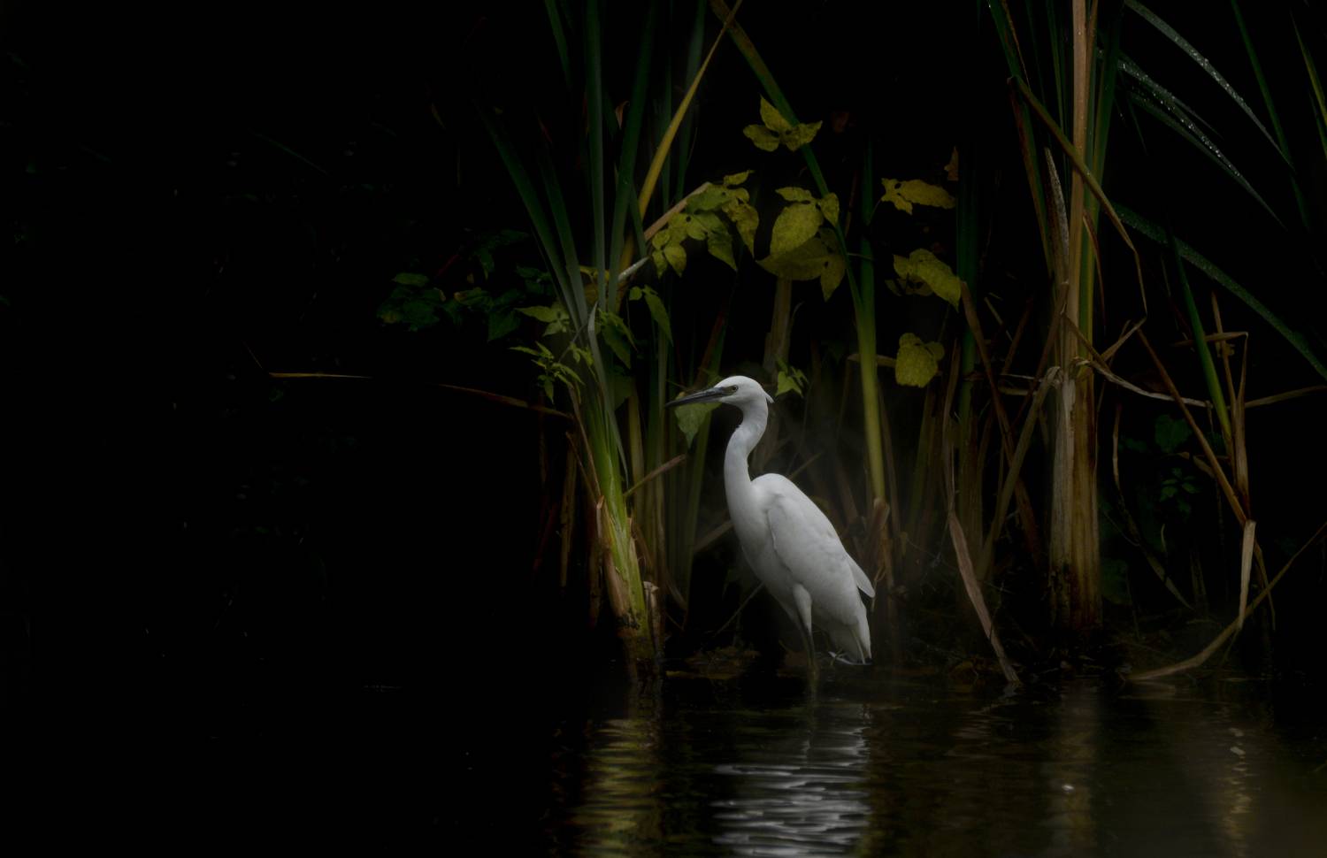 Little Egret, birds, animals, nature, nikon, PIOTR CZARNIECKI